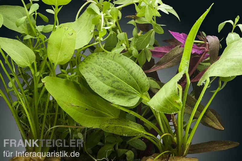 Aquarienpflanzen-Set Kinabalu, 5 Töpfe, Aquarienpflanzen-Set