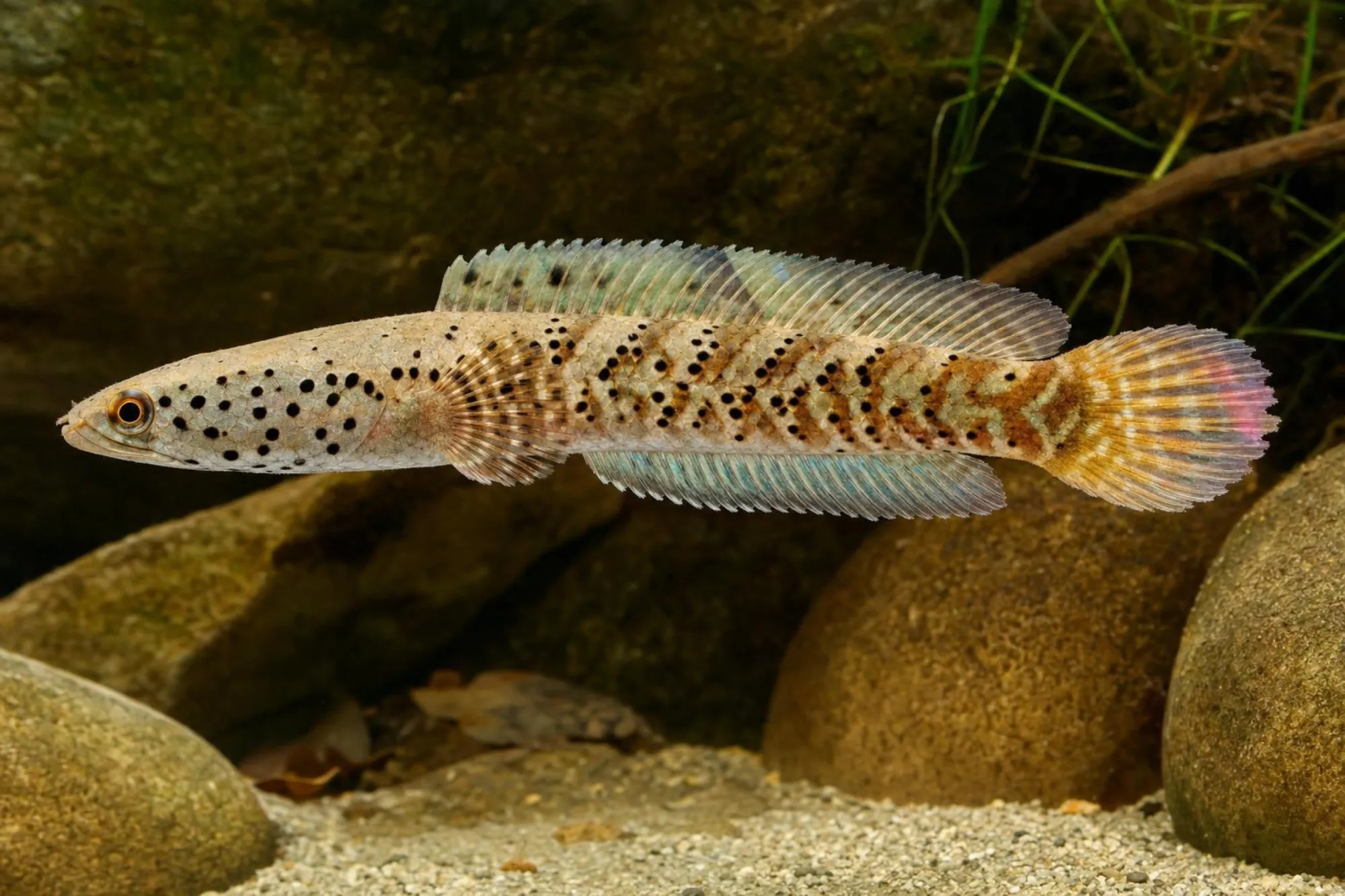 Schlangenkopf, Channa stiktos