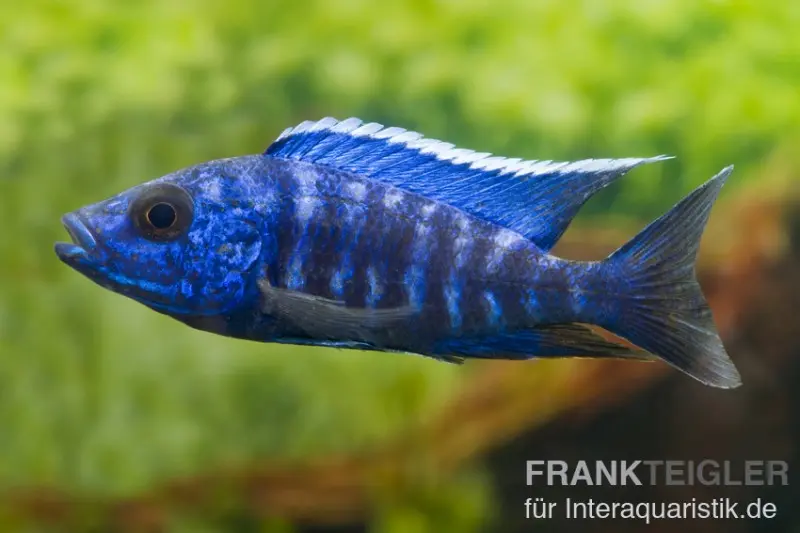 Aulonocara nyassae "Blue", ca. 4-5 cm