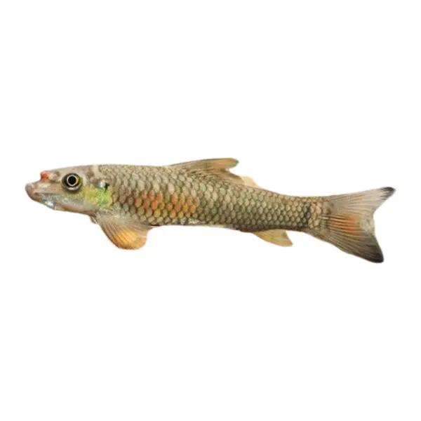 Saugbarben