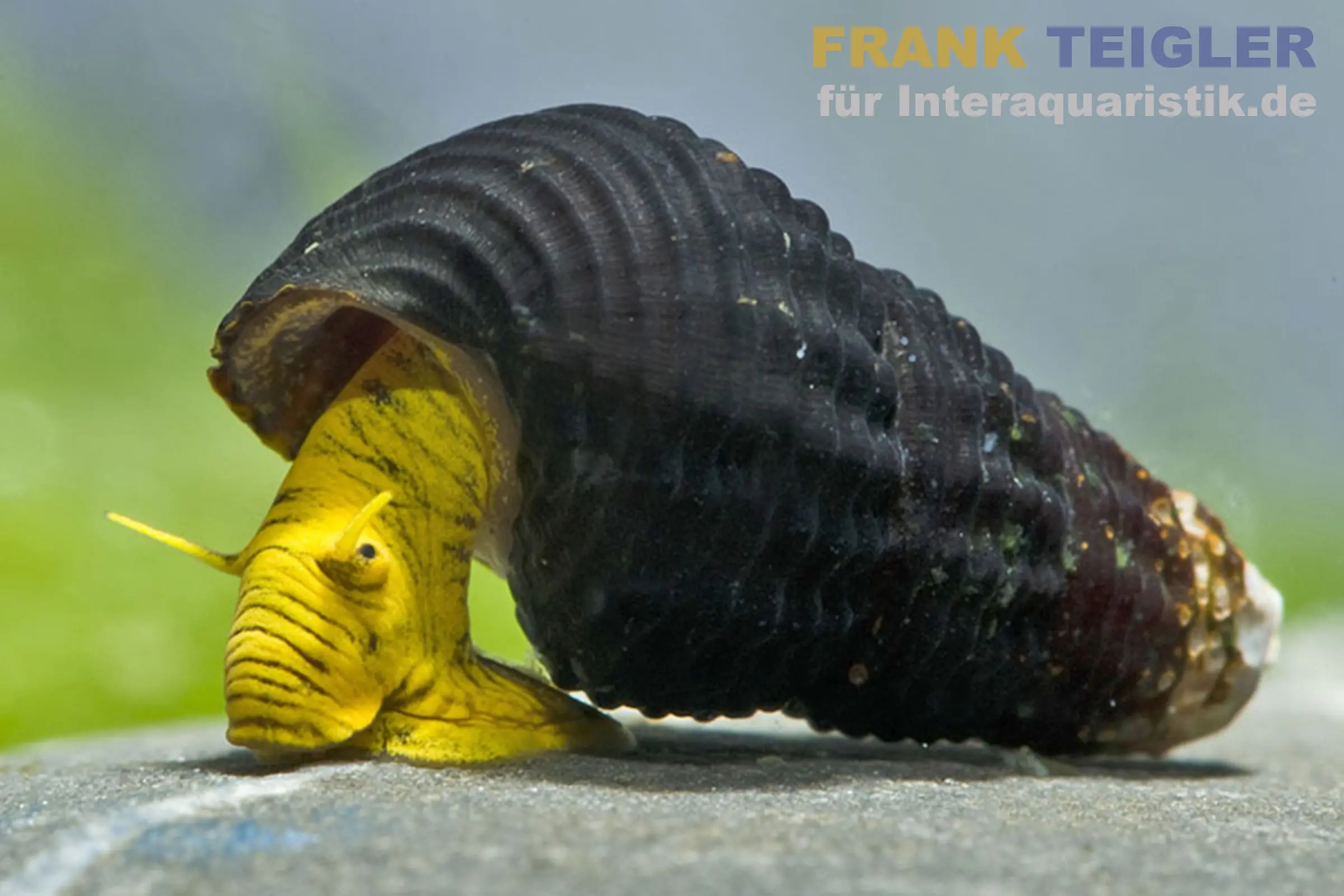Gelbe Zwergperlhuhnschnecke, Tylomelania sp. Mini Yellow
