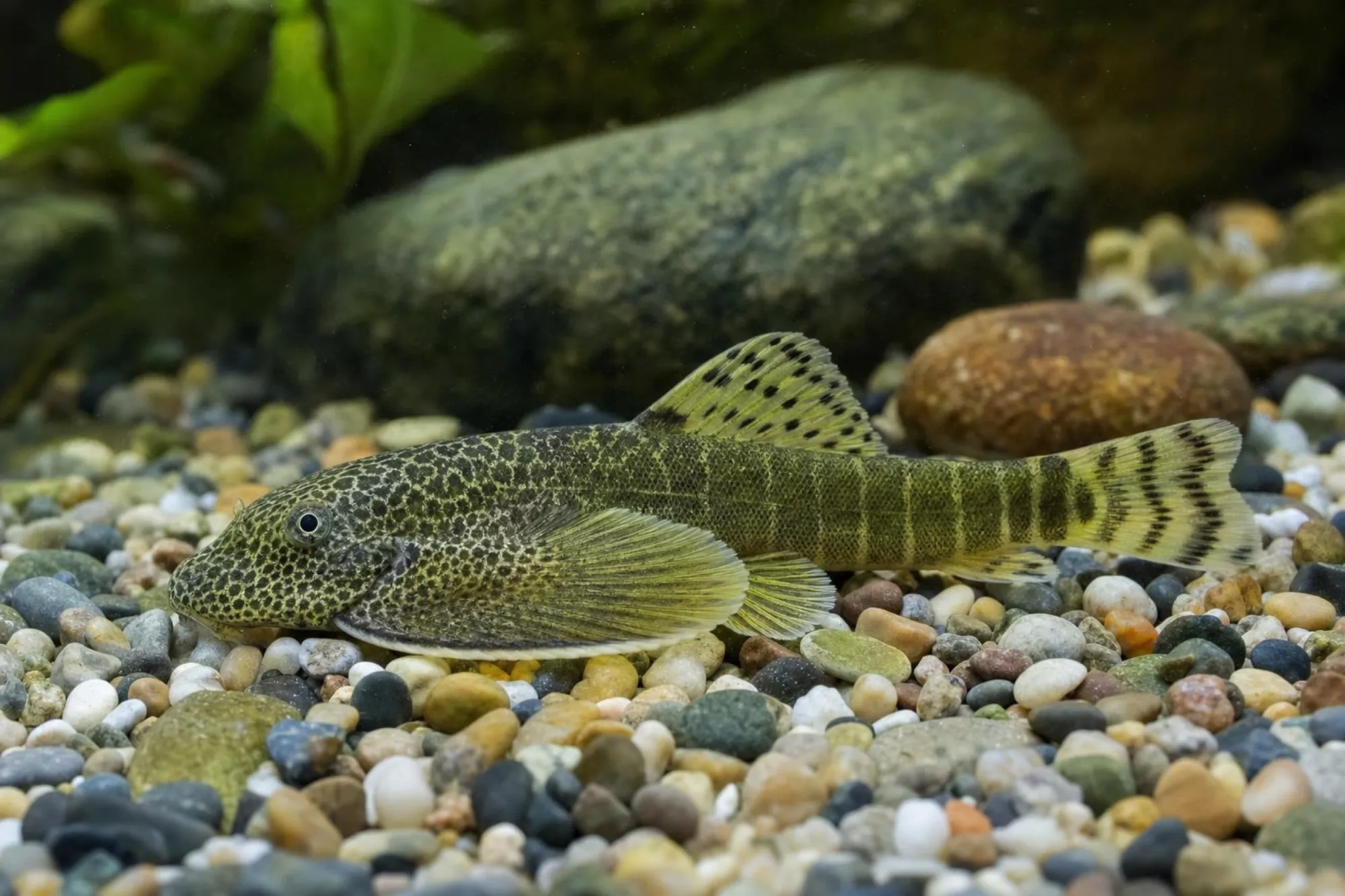 Grüner Flossensauger, Beaufortia viridis