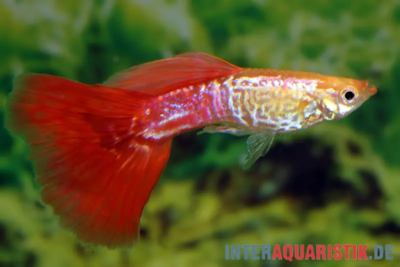 Guppy Cobra blond, Poecilia reticulata, paarweise