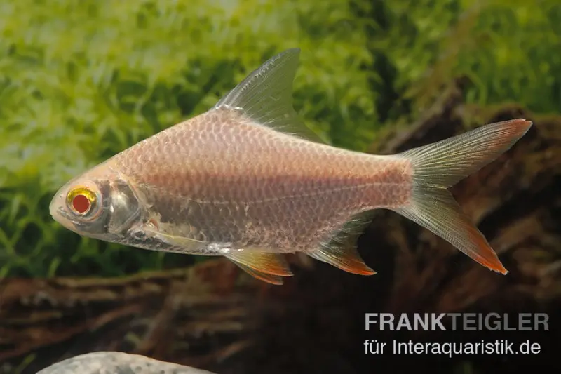 Brassenbarbe Albino, Barbonymus schwanenfeldii (Barbus), 4-6 cm