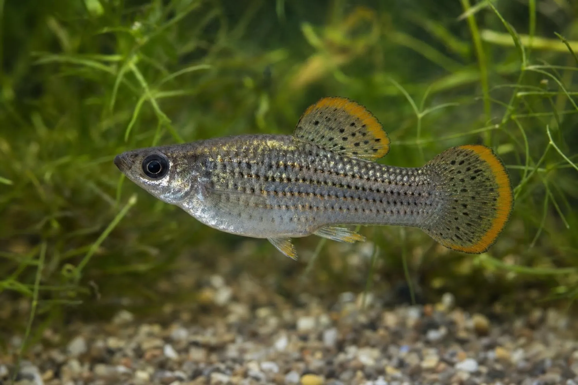 Dalmatiner-Lyra-Molly, Poecilia sphenops
