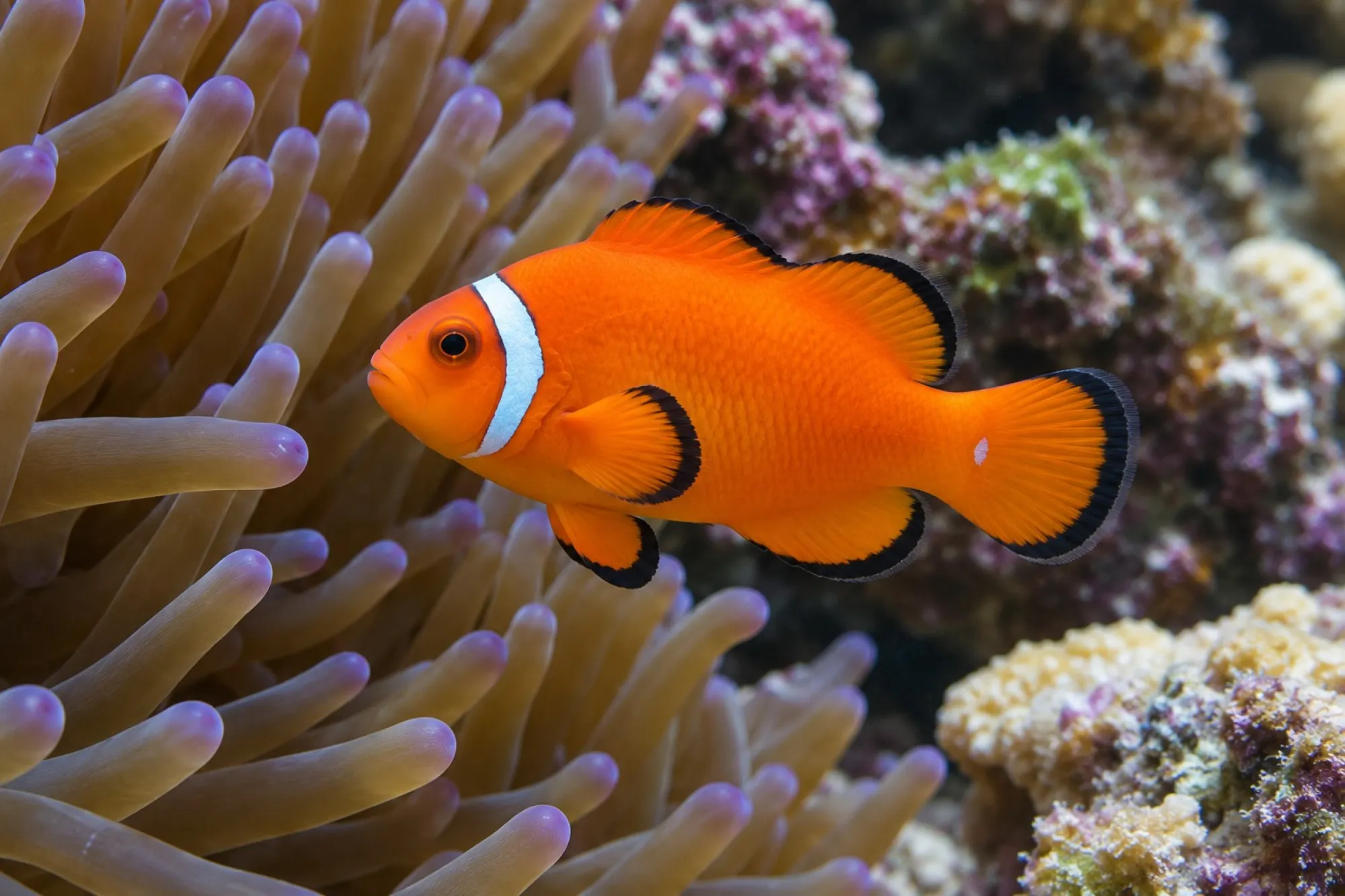 Ocellaris-Clownfisch „Extreme Misbar Orange“ Nachzucht, Amphiprion ocellaris