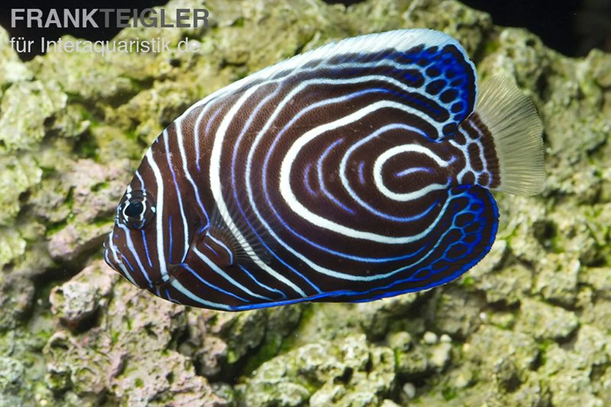 Imperator-Kaiserfisch, Pomacanthus imperator, ca. 4,0-5,0 cm