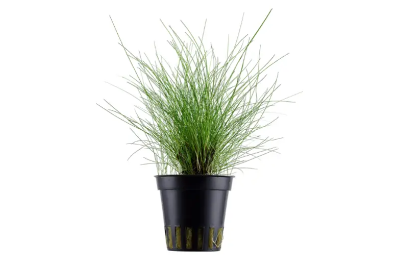 Zwergnadelsimse, Eleocharis parvula/pusilla, im Topf
