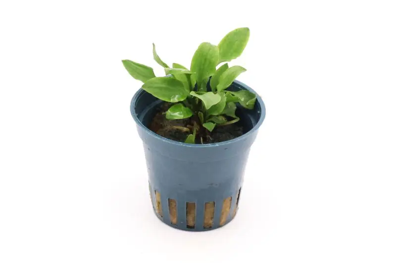 Hobbit-Wasserkelch, Cryptocoryne lutea "Hobbit", im Topf