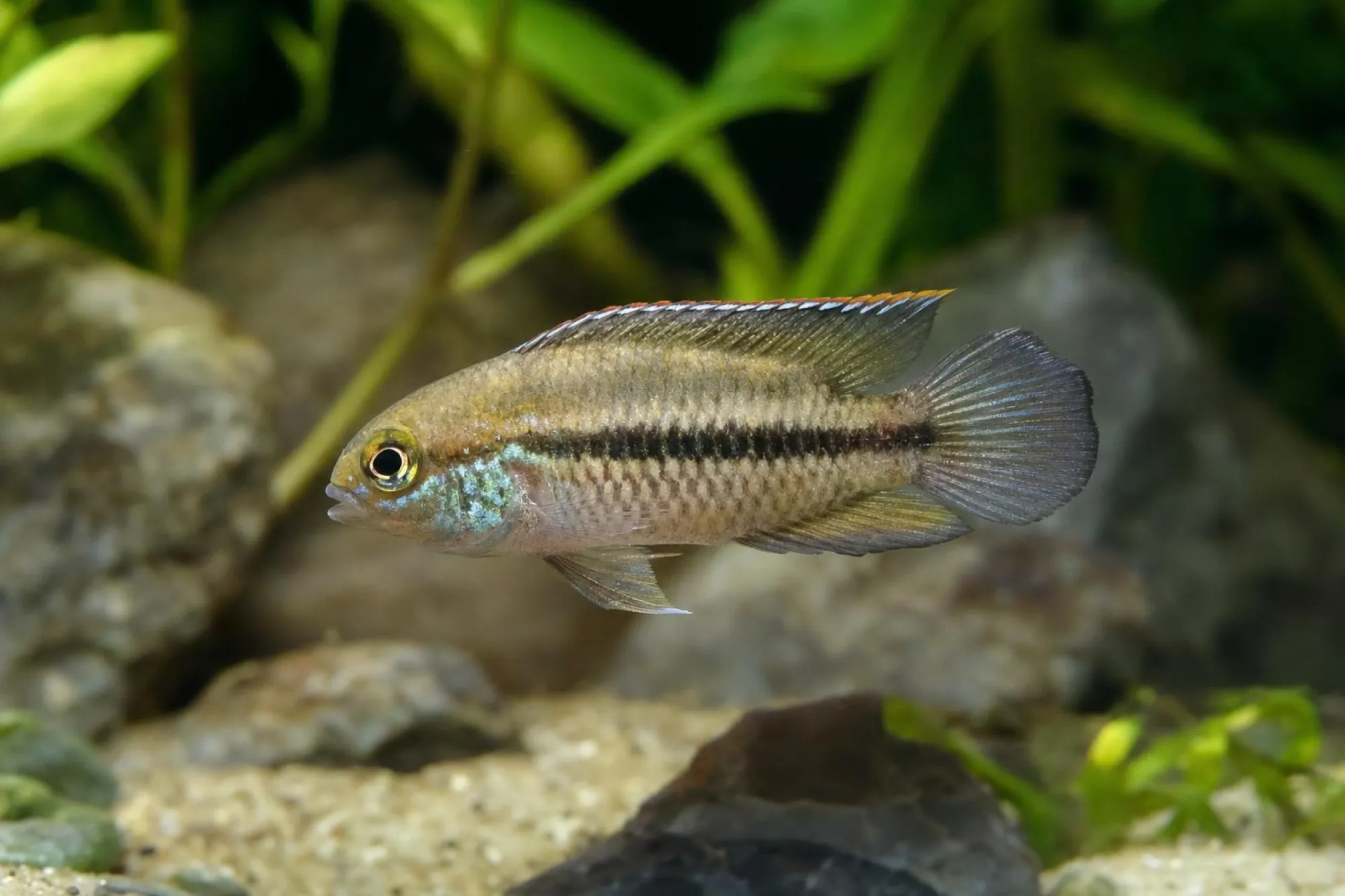Gestreifter Glanzbuntbarsch, Nannacara taenia, ca. 3,0-4,0 cm