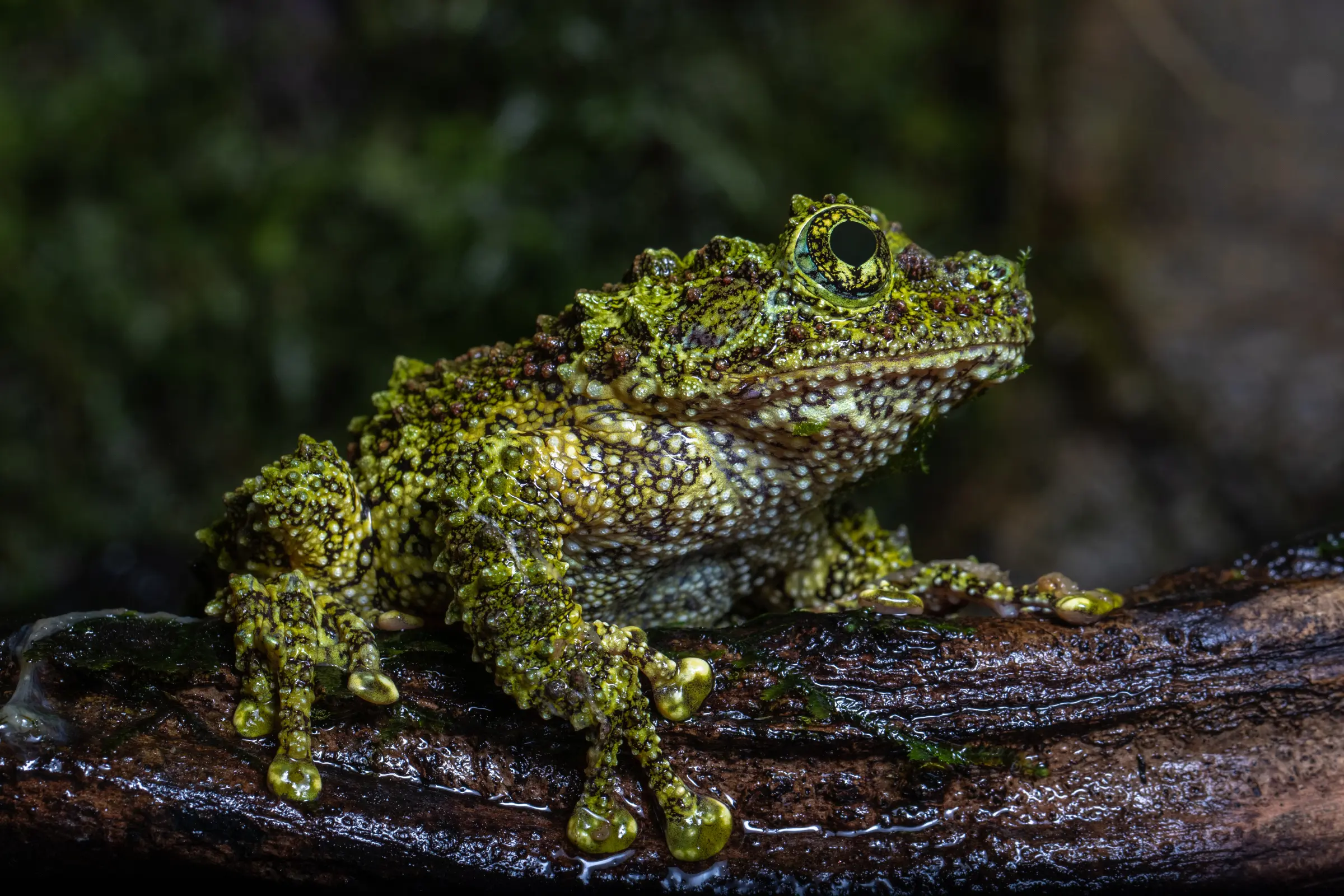 Vietnam-Moosfrosch, Theloderma corticale