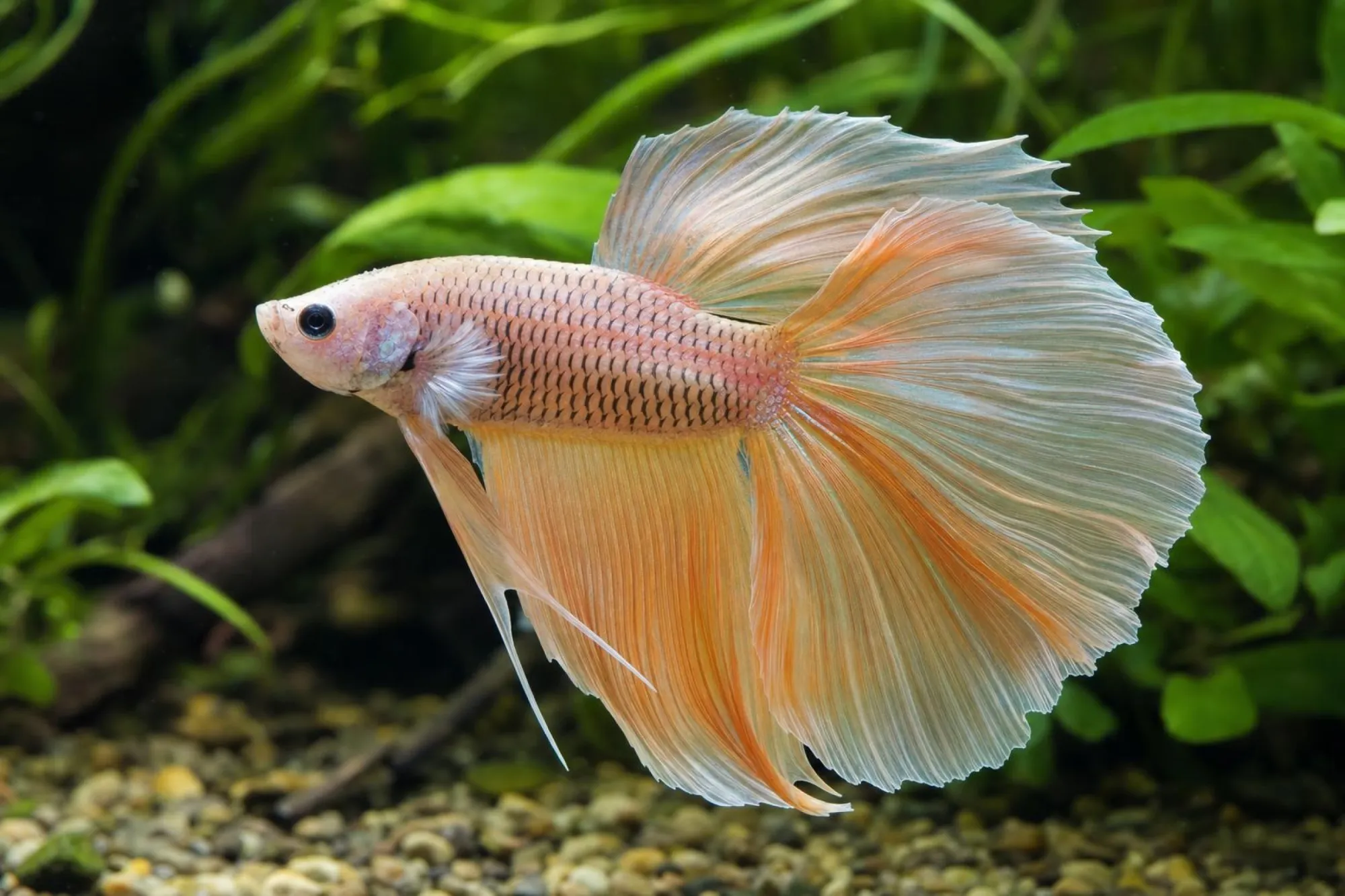 Siamesischer Kampffisch „De Luxe“, Weibchen, Betta splendens