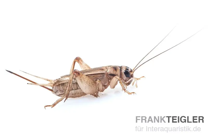 Heimchen, mittel (6), Futterinsekten ca. 50 Stück