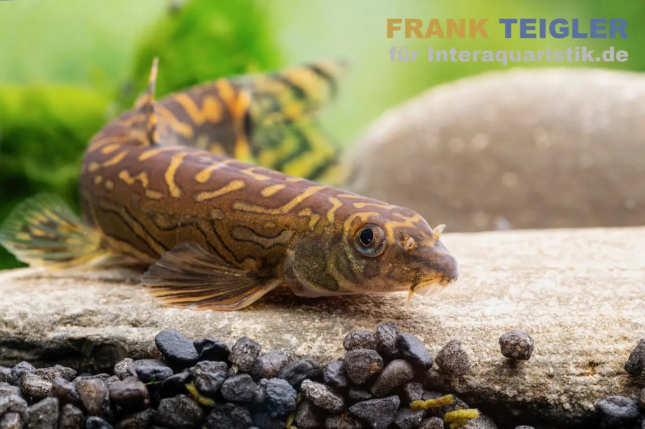 Zodiak-Schmerle, Mesonoemacheilus cf. tringularis (Zodiac loach spotted)