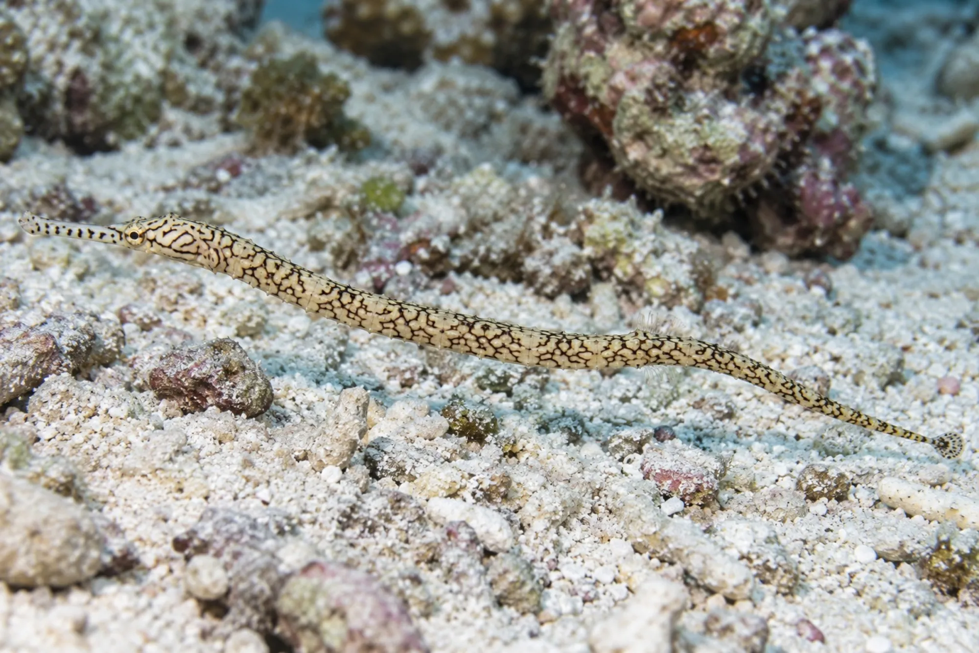 Drachenkopf Seenadel, Corythoichthys intestinalis