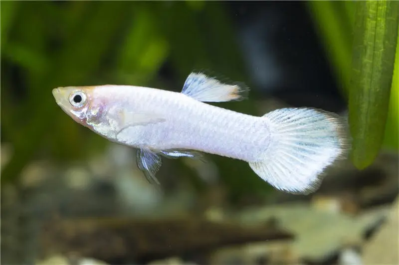 Guppy platinum white, Poecilia reticulata, paarweise