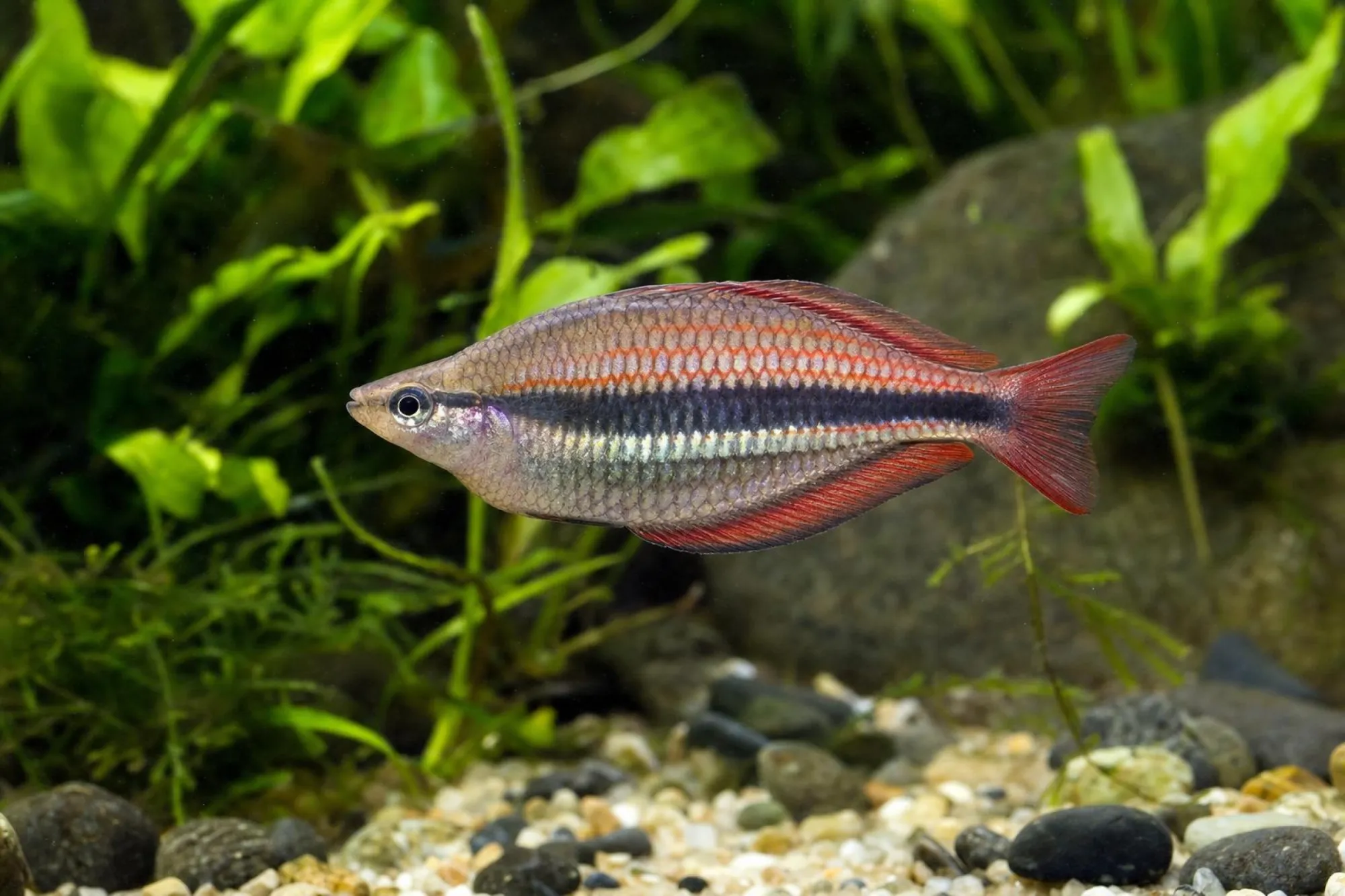 Juwelen-Regenbogenfisch „Cato River“, Melanotaenia trifasciata