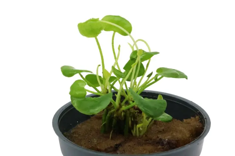 Flipper-Lotus, Nymphoides sp. "Taiwan", im Topf (Auslaufartikel)
