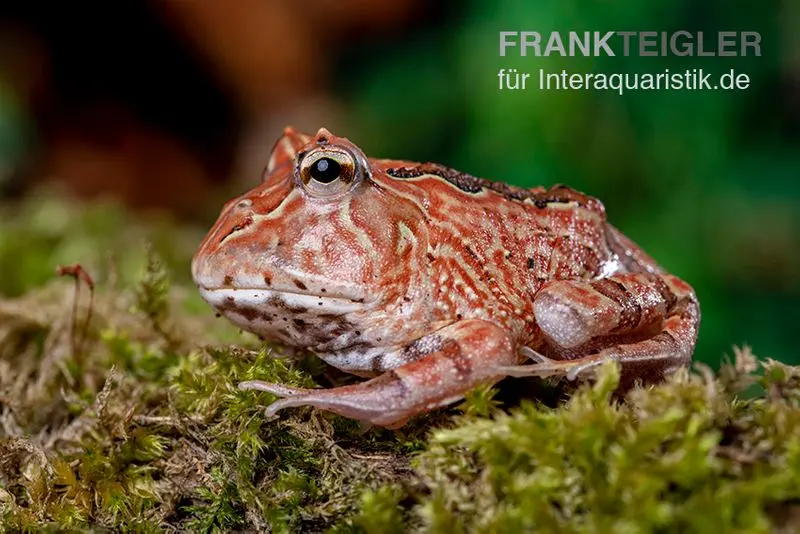 Fantasy Pacman Frog rot, Ceratophrys cornuta x Ceratophrys cranwelli