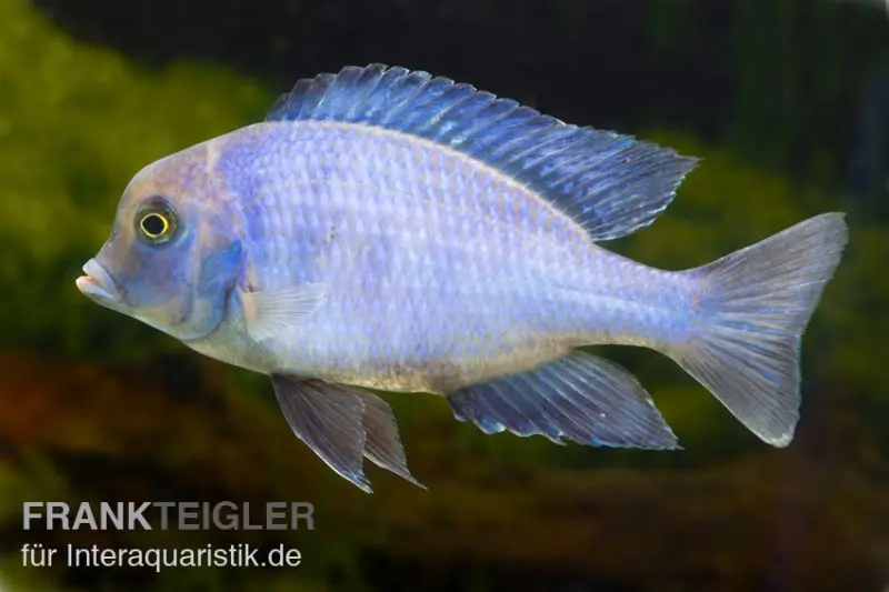 Blauer Delphin, Cyrtocara moorii, ca. 4,0-5,0 cm