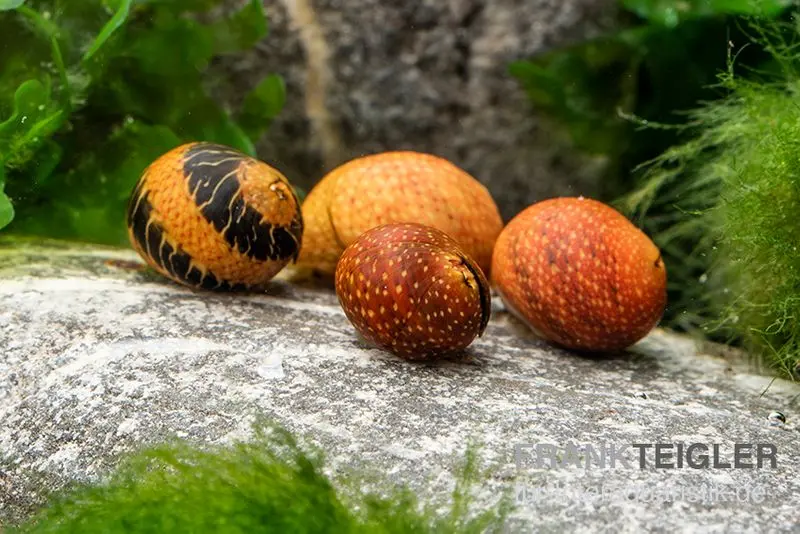 Pink & Yellow Lady Schnecke, Clithon sowerbianum