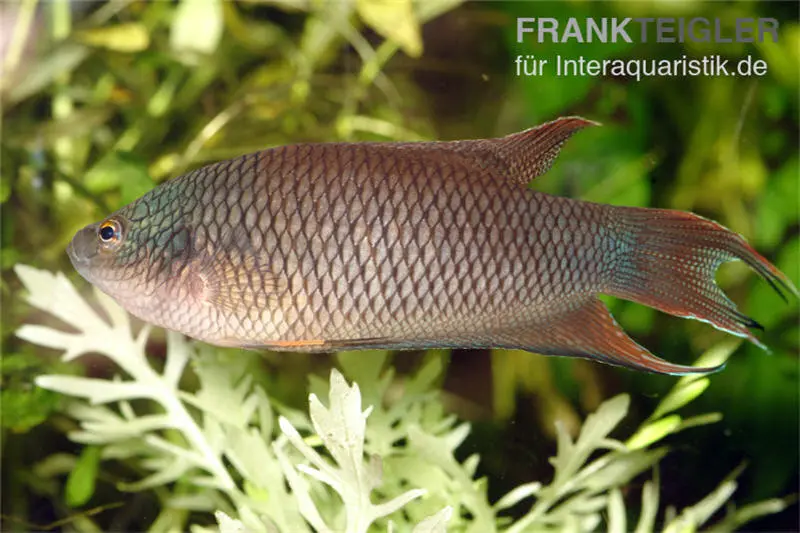 Rotrücken-Makropode, Macropodus erythropterus, 4-6 cm