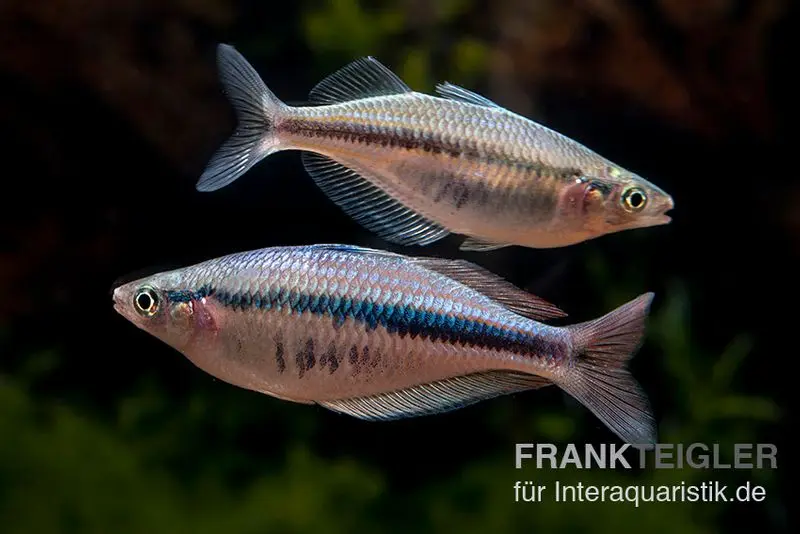 Wapoga-Regenbogenfisch, Chilatherina alleni, DNZ, 4-5 cm