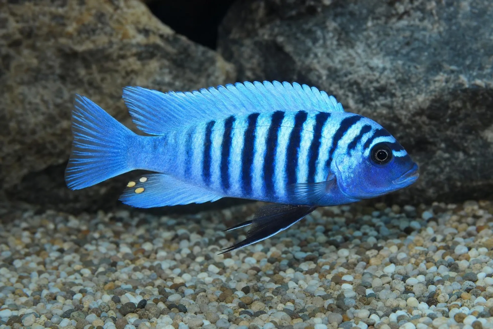 Zebrabuntbarsch „Chilumba Maison Reef“, Maylandia zebra, ca. 3,0-4,0 cm