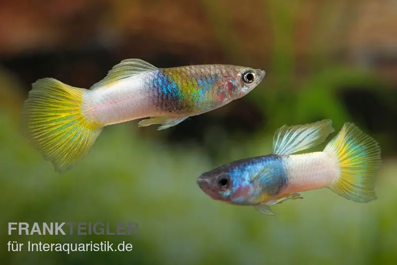 Guppy Bumble Bee, Poecilia reticulata, paarweise