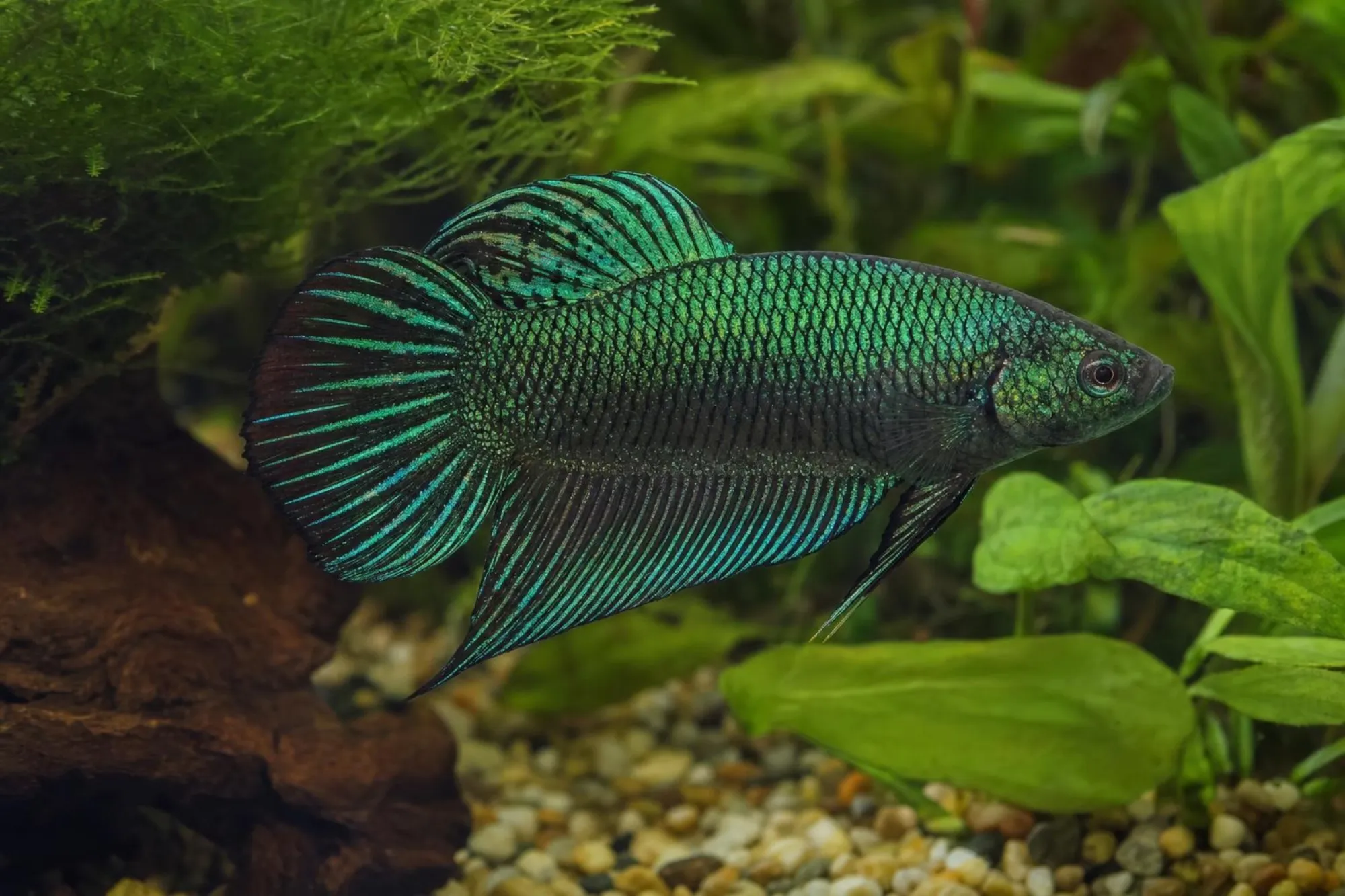 Alien-Kampffisch Grün, Weibchen, Betta sp.