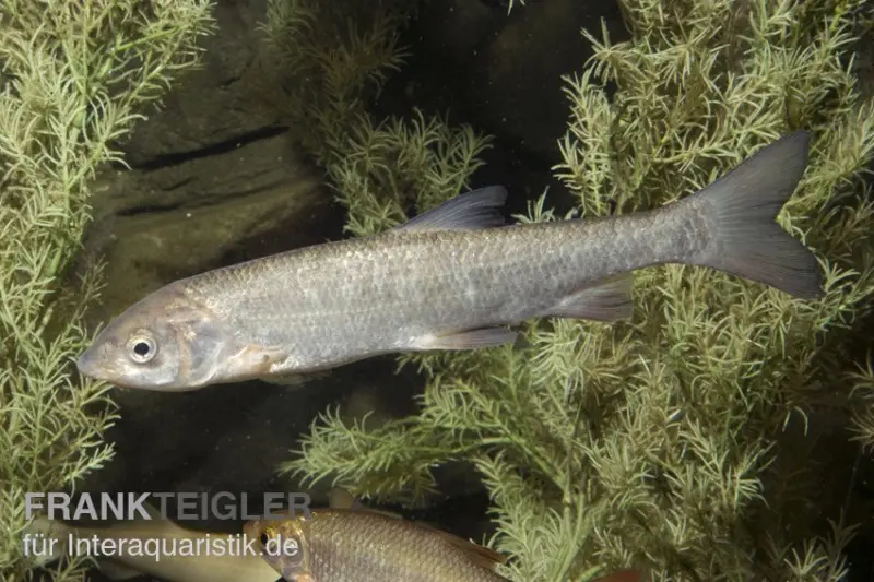 Nase, Chondrostoma nasus (Kaltwasser), 9-11 cm