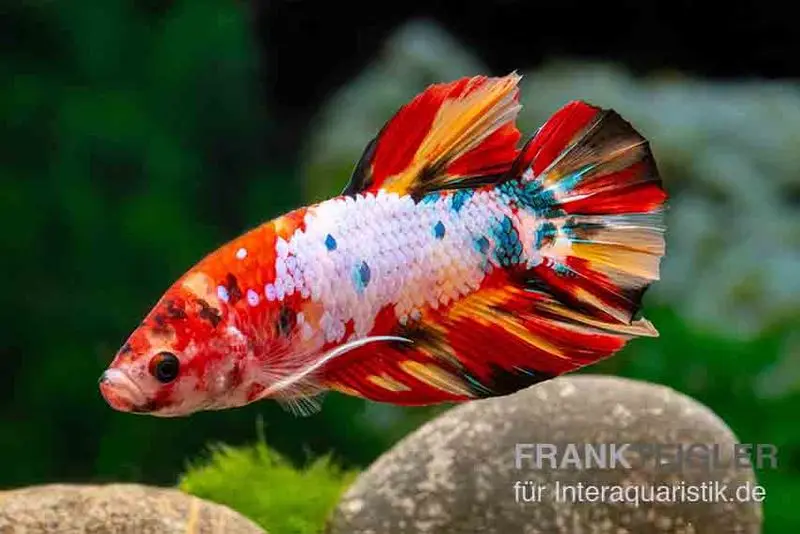 Plakat Kampffisch Candy, Betta splendens