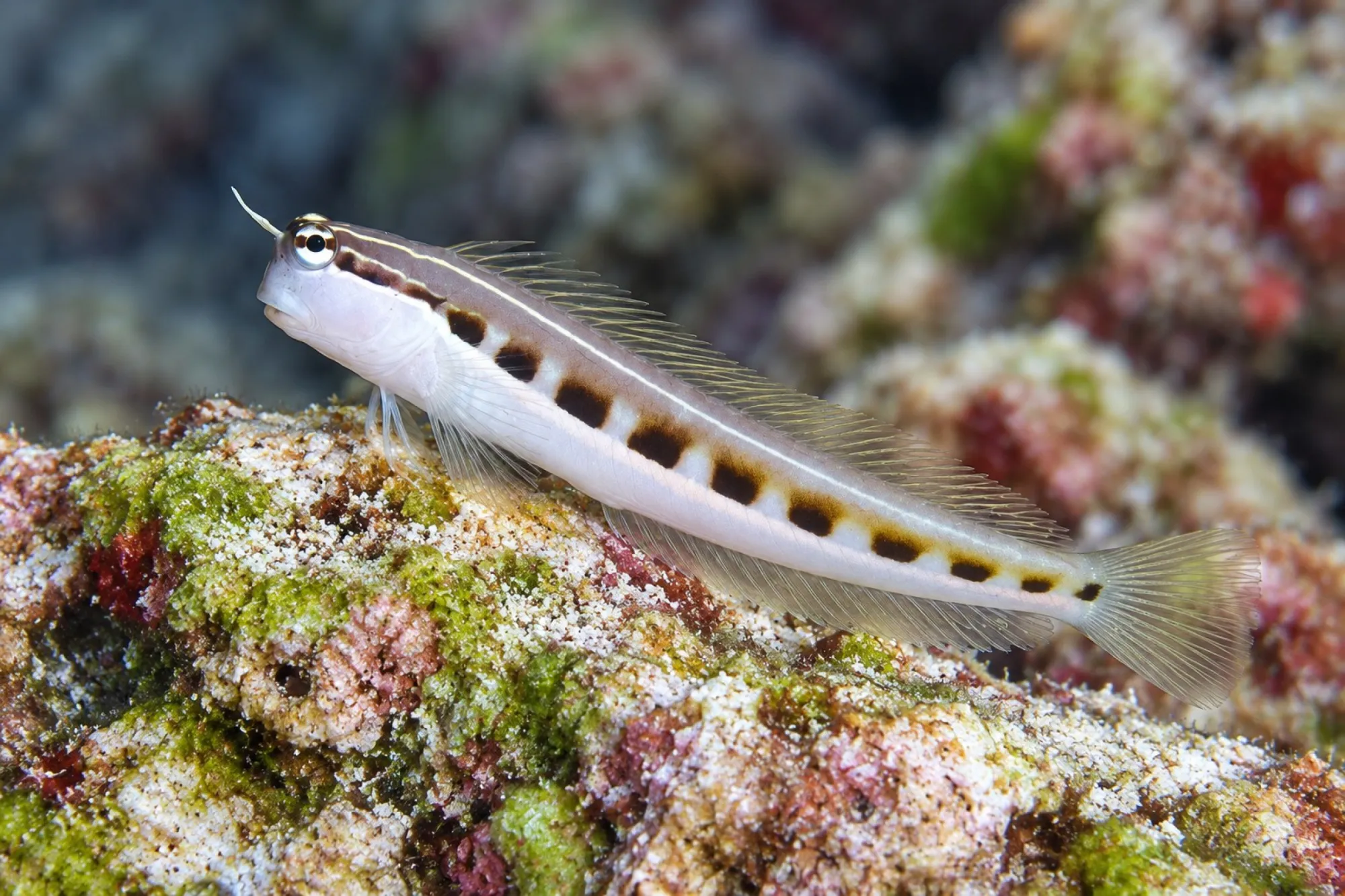 Gestreifter Schleimfisch, Ecsenius lineatus
