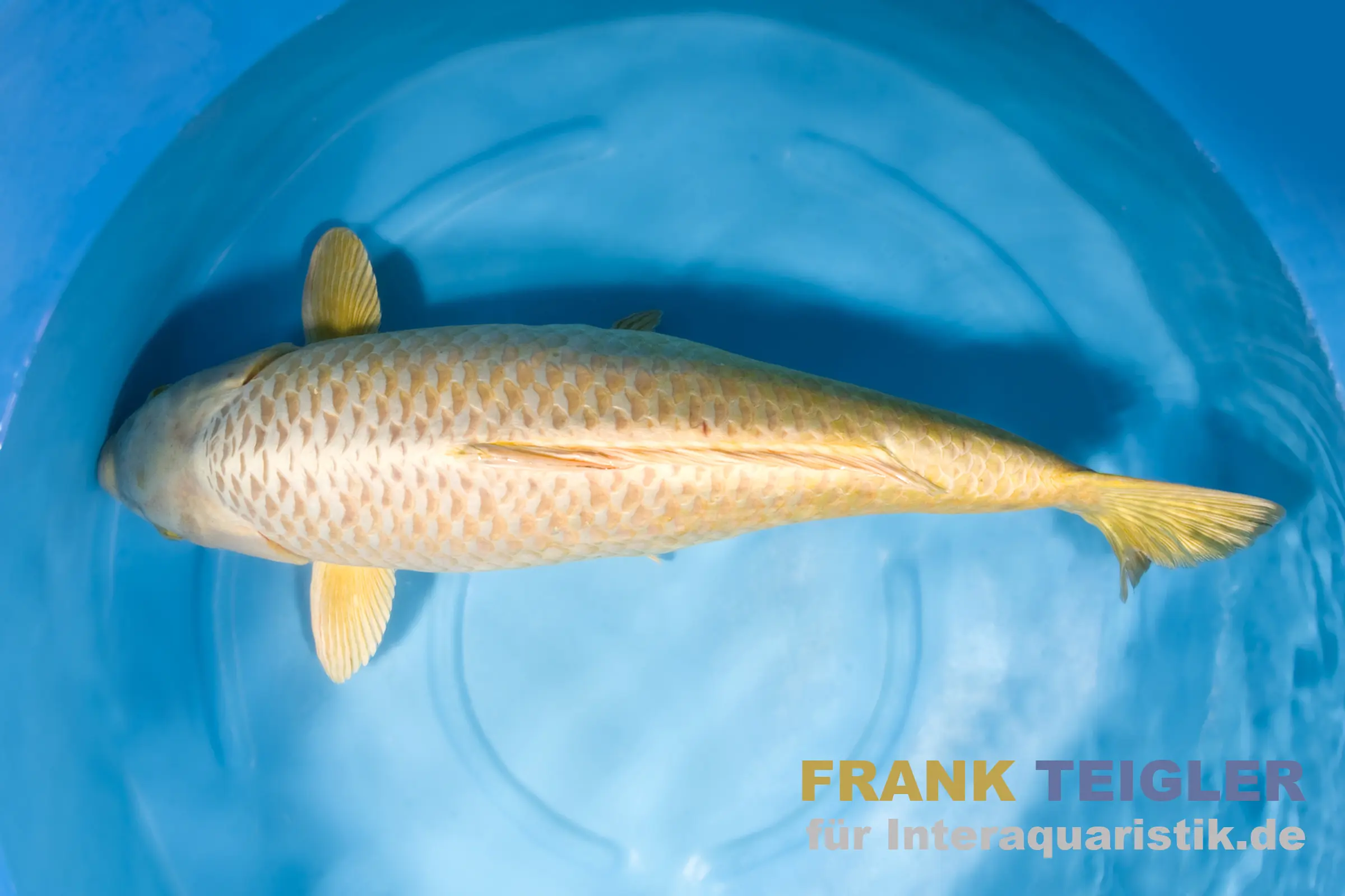 Japan Koi Marudo Mukashi, Cyprinus carpio, 15-17 cm