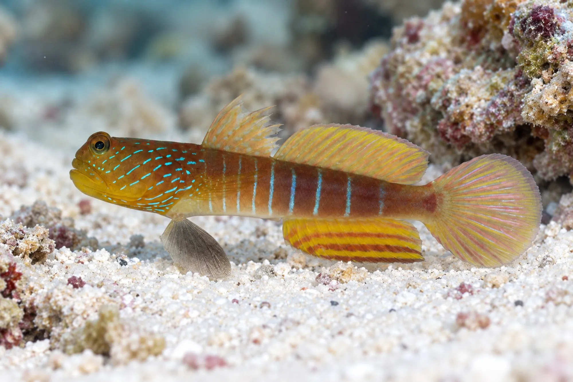 Lagunen Wächtergrundel, Cryptocentrus cyanotaenia