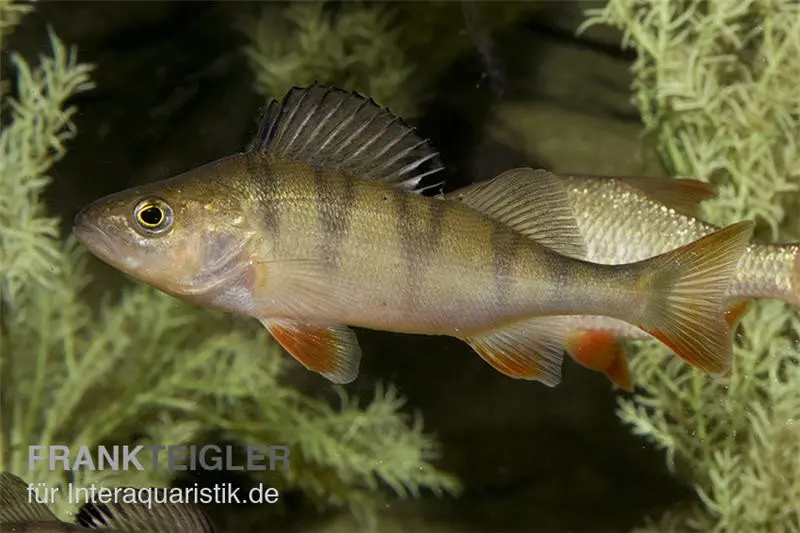 Europäischer Flußbarsch, Perca fluviatilis, 6-10 cm (Kaltwasser)