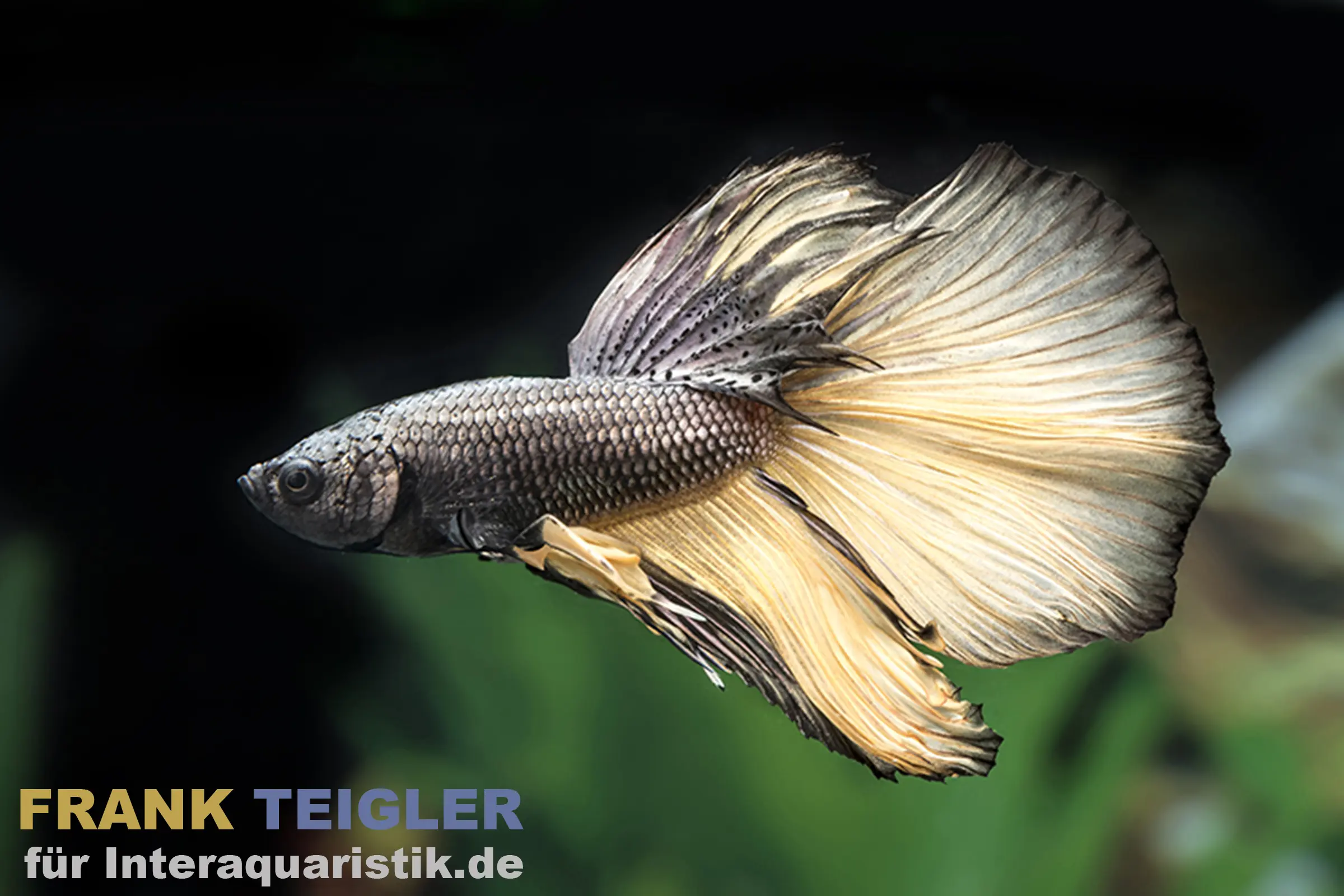 Halfmoon Kampffisch Black Orchid, Männchen, Betta splendens