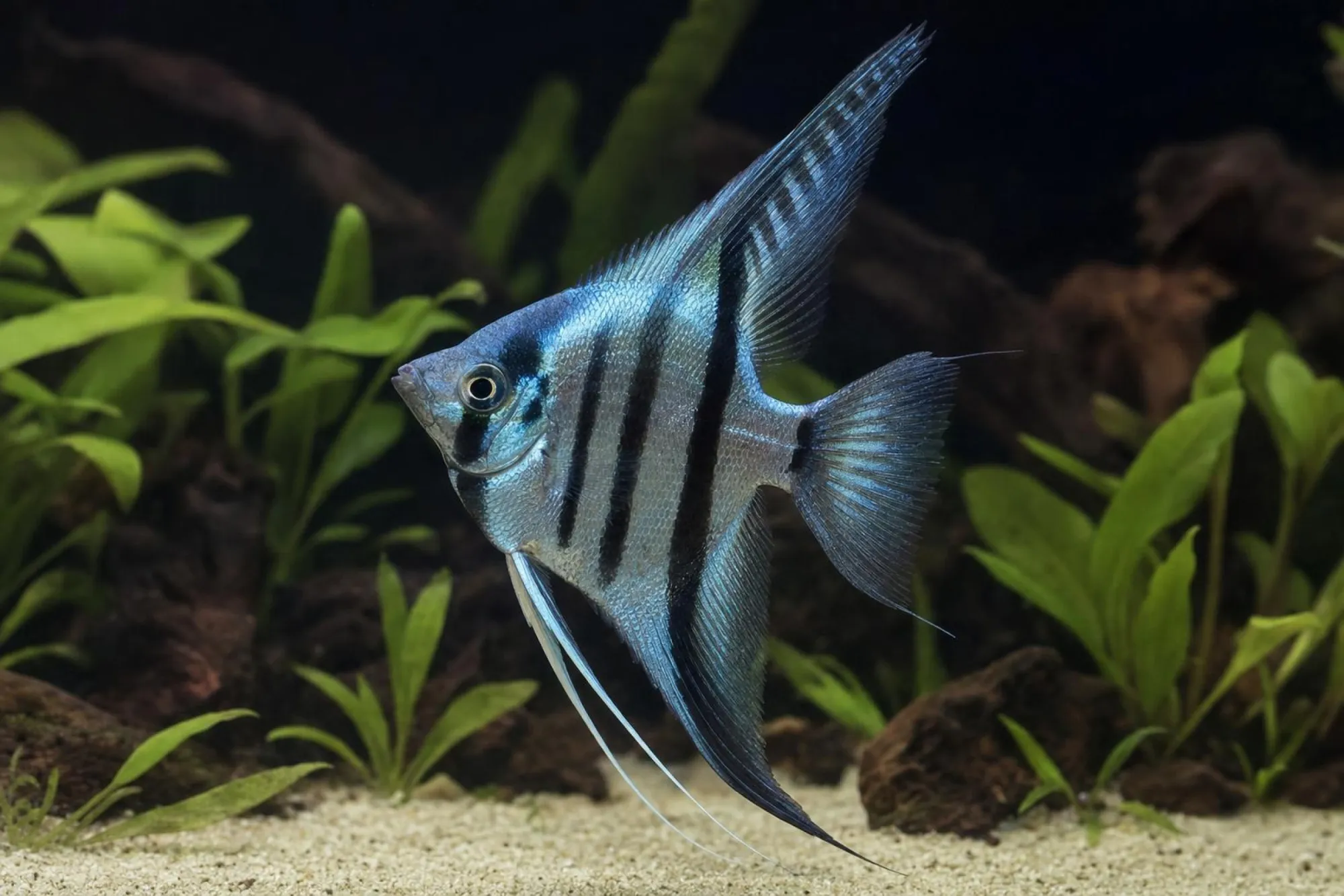 Skalar „Blue Diamond“, Pterophyllum scalare, ca. 3,0-3,5 cm