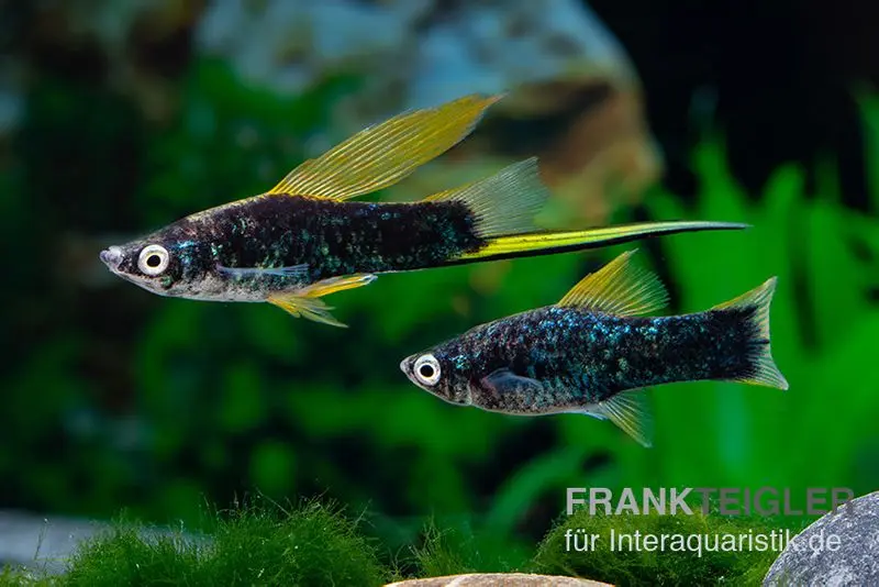 Schwarzer Hochflossen-Schwertträger (Hamburg), Xiphophorus helleri