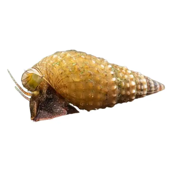 Turmdeckelschnecken