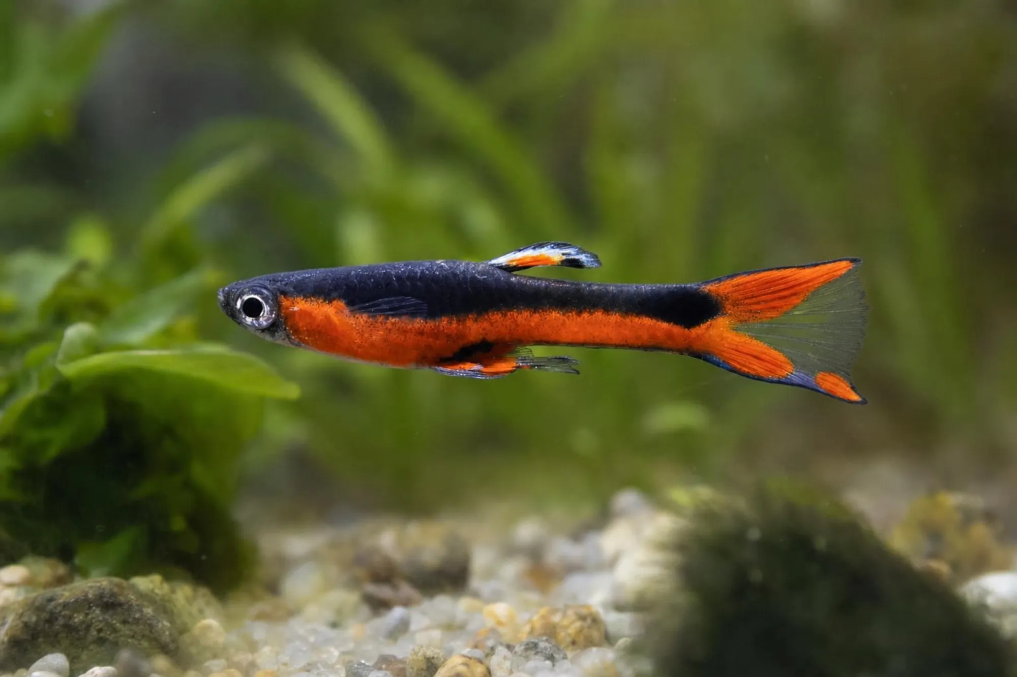 Santa-Maria-Endler-Guppy, Männchen, Poecilia wingei