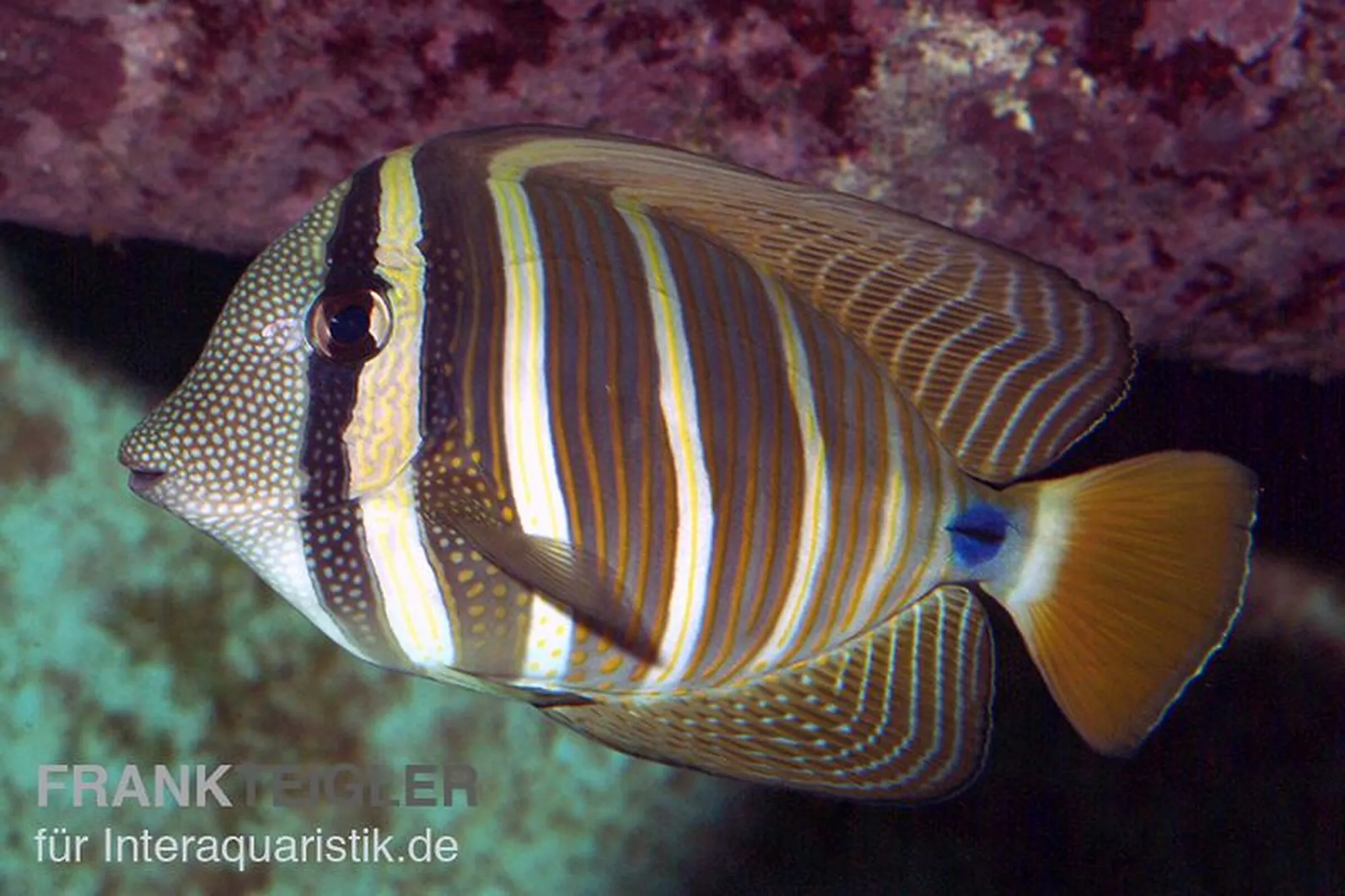 Pazifischer Segelflossen-Doktorfisch, Zebrasoma veliferum, ca. 5,0-7,0 cm