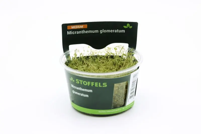 Amerikanisches Perlkraut, Micranthemum glomeratum, In Vitro