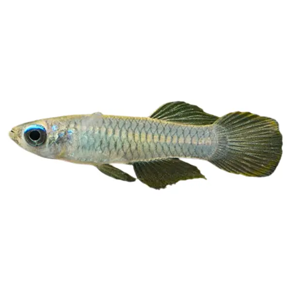 Minifische