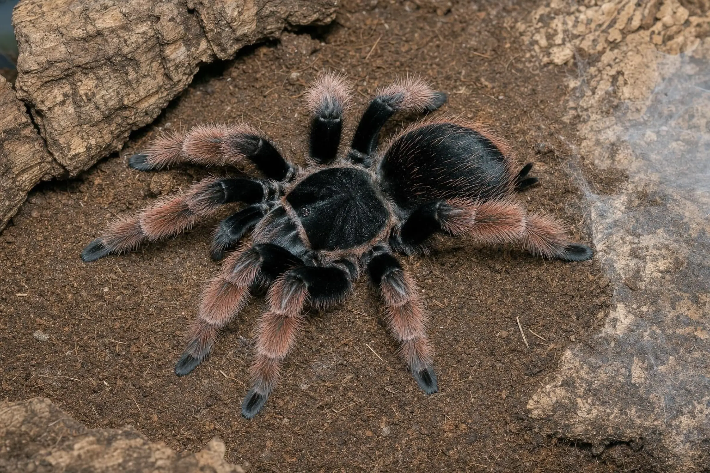 Mexikanische Orangebein-Vogelspinne, Brachypelma klaasi