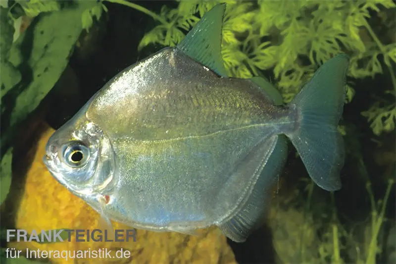 Silberdollar Scheibensalmler, Metynnis argenteus, 4-8 cm