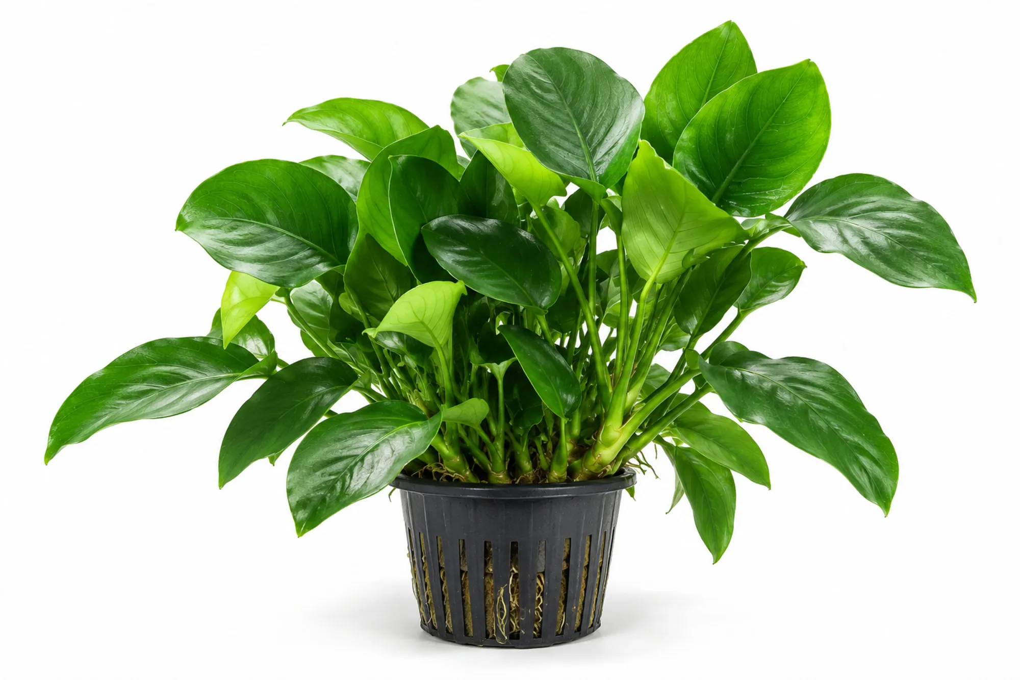 Anubias barteri var. nana Bigfoot als kräftige Mutterpflanze im schwarzen XL-Topf vor weißem Hintergrund