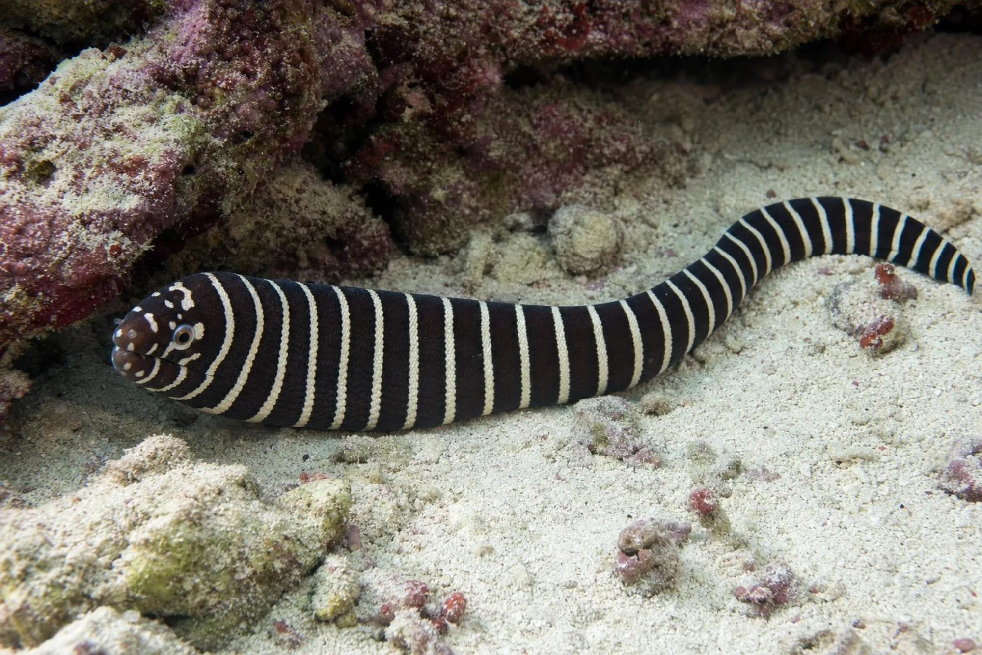 Zebramuräne, Gymnomuraena zebra, ca. 35,0-45,0 cm