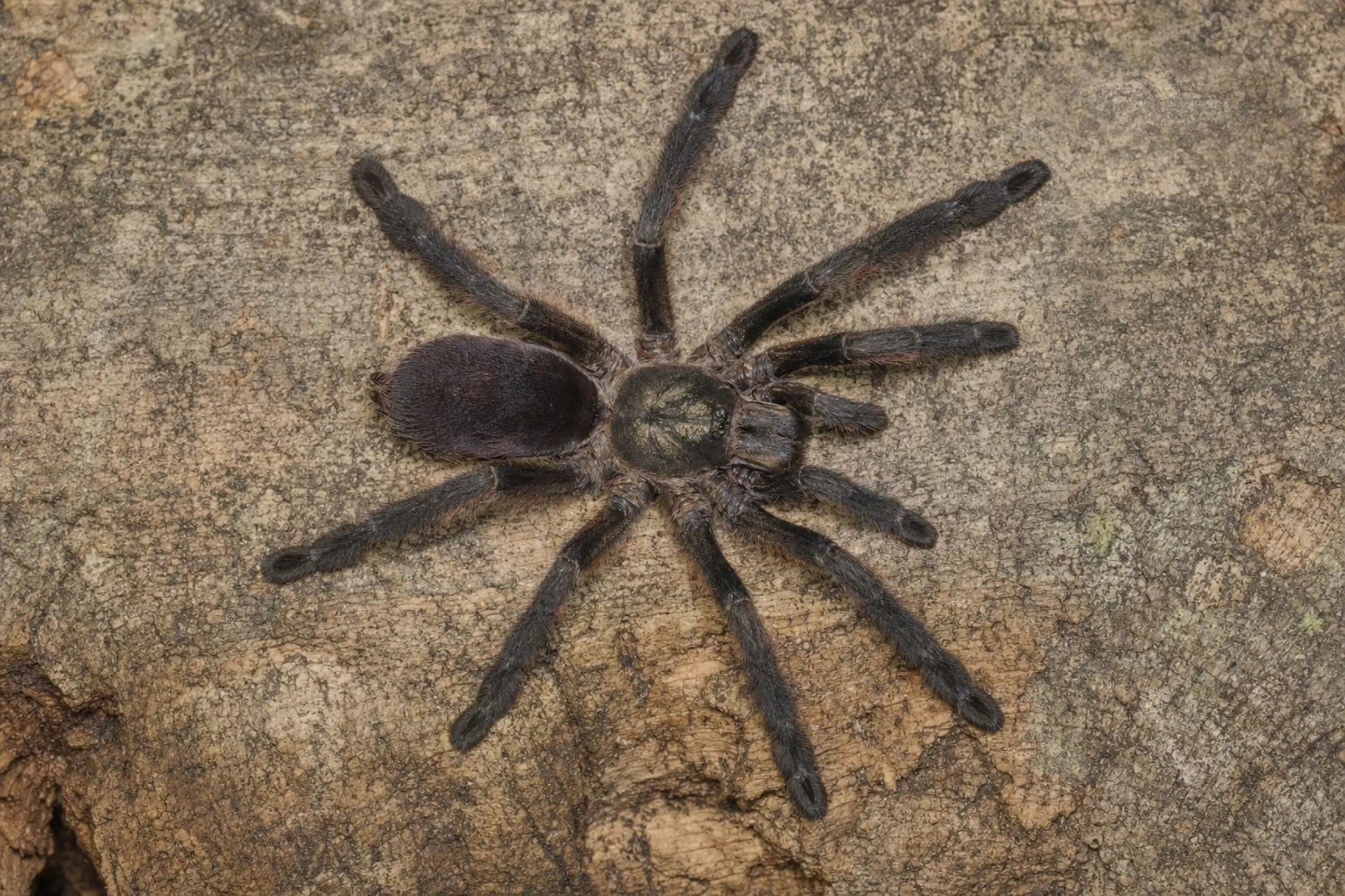 Trinidad-Mahagoni-Baumvogelspinne aus deutscher Nachzucht, Tapinauchenius plumipes