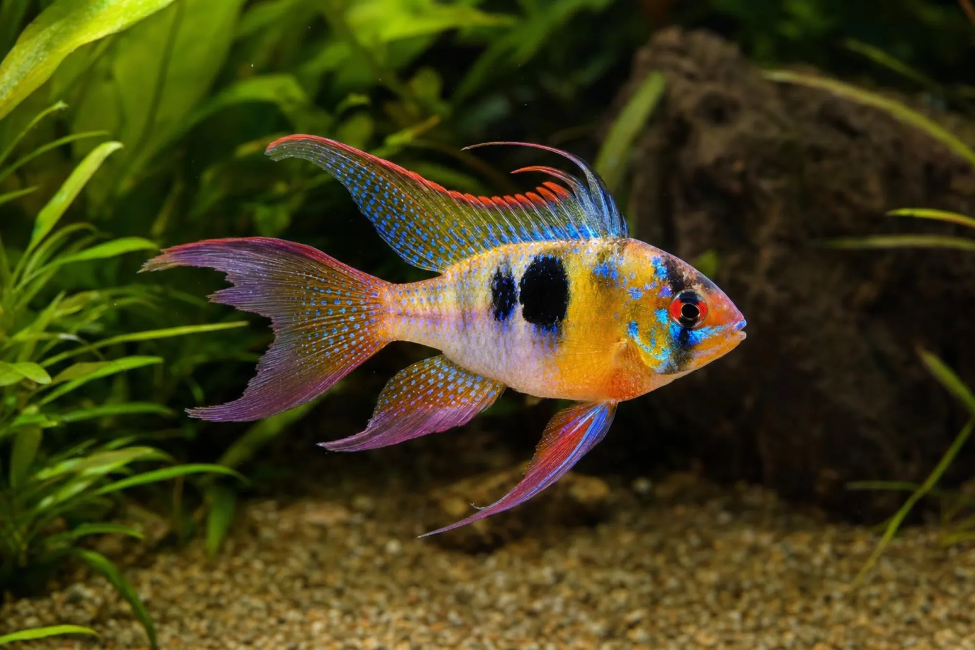 Schleier-Schmetterlingsbuntbarsch, Mikrogeophagus ramirezi